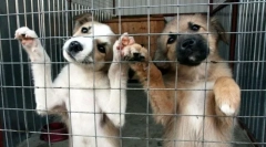 5 Причин, чому в притулку ви не можете дати тварину